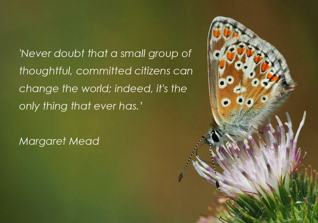 Never doubt that a small group of thoughtful, committed citizens can change the world; indeed, it's the only thing that ever has. Margaret Mead. A Common Blue butterfly rests on a thistle flower