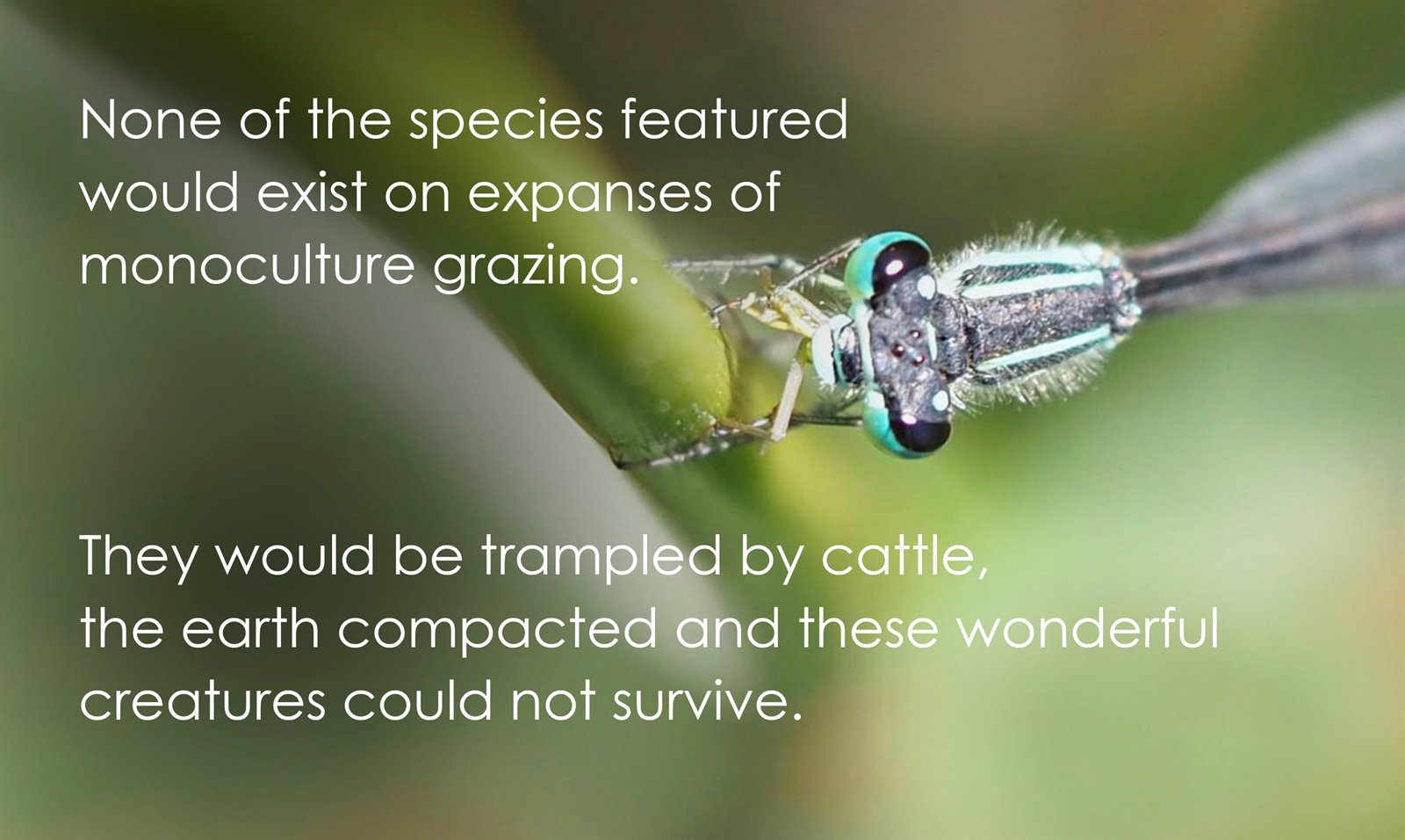 None of the species featured would exist on expanses of monoculture grazing. They would be trampled by cattle, the earth compacted and these wonderful creatures could not survive. A blue-eyed damselfly rests on a green stem